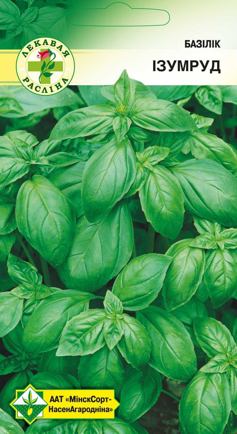 Семена базилика Изумруд МИНСКСОРТСЕМОВОЩ 0 me1} купить в сети строительных магазинов Мастак