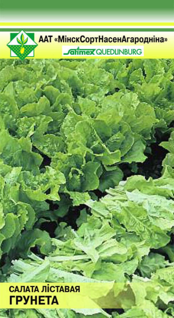 Семена салата Грюнетта листовая МИНСКСОРТСЕМОВОЩ 1 г купить в Мастак me1} купить в сети строительных магазинов Мастак