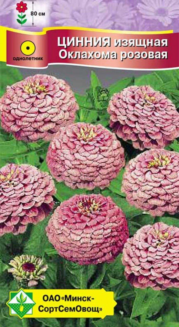 Семена циннии Изящная Оклахома Розовая МИНСКСОРТСЕМОВОЩ 0 me1} купить в сети строительных магазинов Мастак