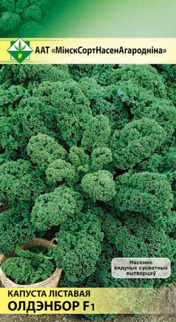 Семена капусты листовой Олденбор F1 МИНСКСОРТСЕМОВОЩ 10 штук купить в Мастак me1} купить в сети строительных магазинов Мастак