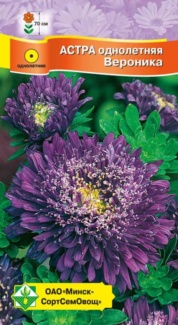 Семена астры Принцесса Вероника МИНСКСОРТСЕМОВОЩ 0 me1} купить в сети строительных магазинов Мастак