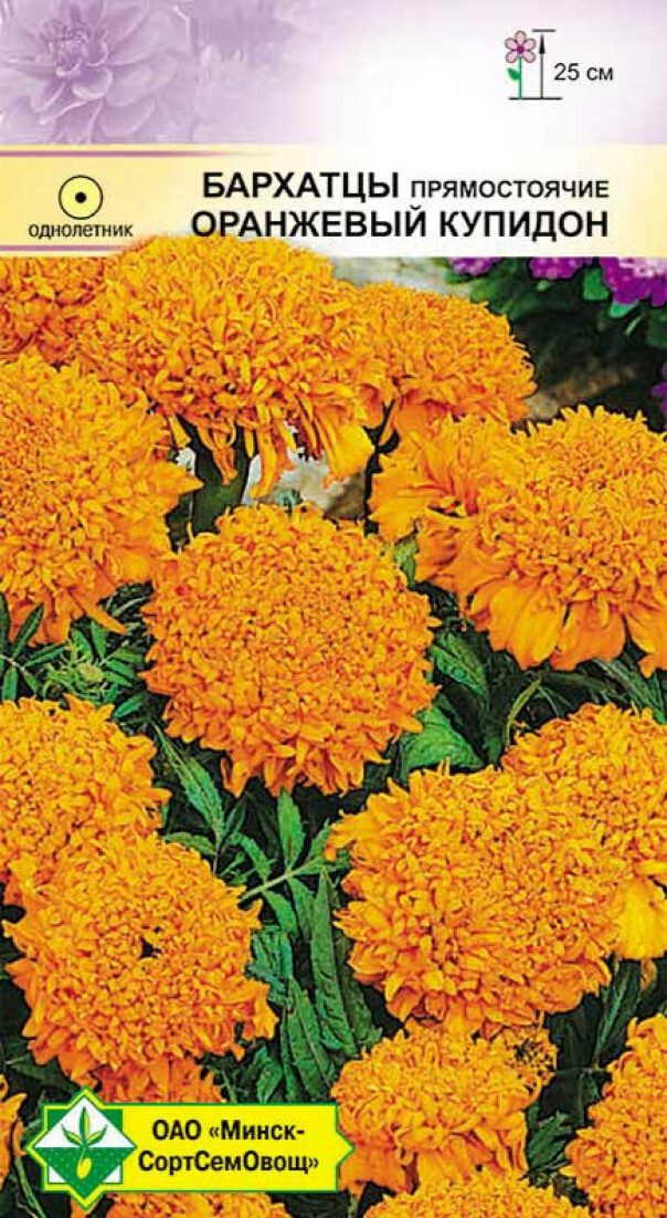 Семена бархатцев прямостоячих Оранжевый Купидон МИНСКСОРТСЕМОВОЩ 0 me1} купить в сети строительных магазинов Мастак