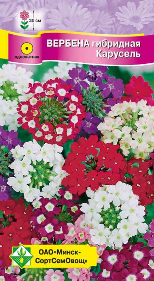 Семена вербены гибридной Карусель смесь МИНСКСОРТСЕМОВОЩ 0 me1} купить в сети строительных магазинов Мастак