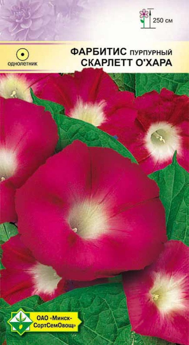 Семена фарбитиса пурпурного Скарлетт О'Хара МИНСКСОРТСЕМОВОЩ 1 me1} купить в сети строительных магазинов Мастак