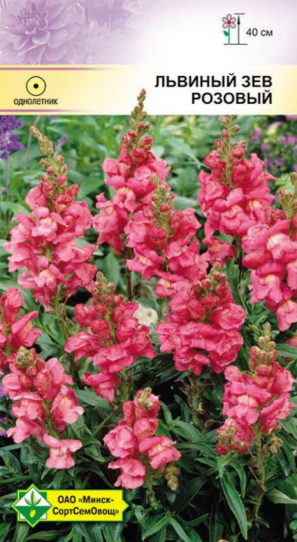 Семена львиного зева Розовый МИНСКСОРТСЕМОВОЩ 0 me1} купить в сети строительных магазинов Мастак