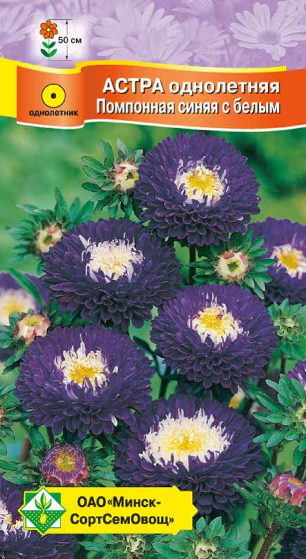 Астра Помпонная Синяя с белым