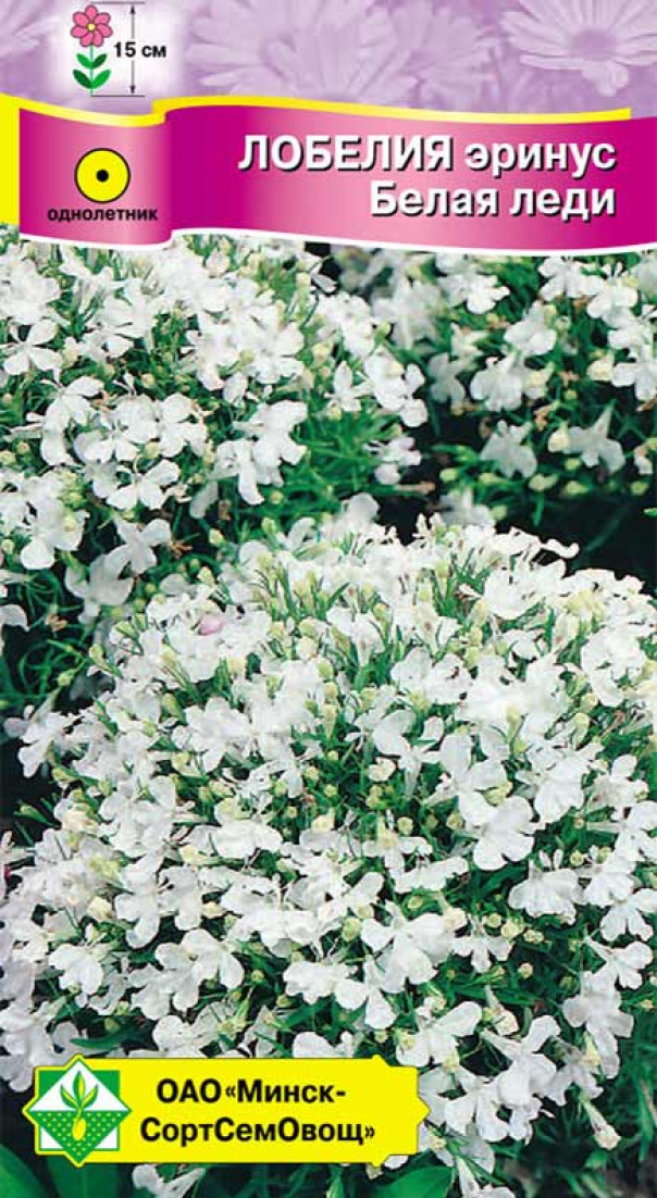 Лобелия эринус Белая леди