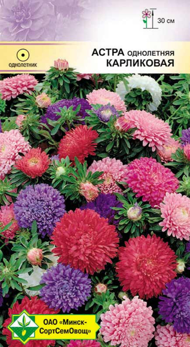Семена астры Карликовая смесь