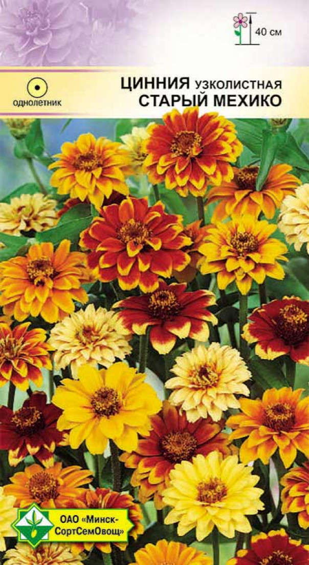 Цинния узколистная Старый Мехико