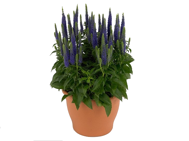 veronika-kolosistaya-ulster-dwarf-blue2519