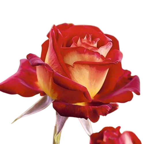 f8ccf12411fe57cbc664cf8027eb8ed6-removebg-preview